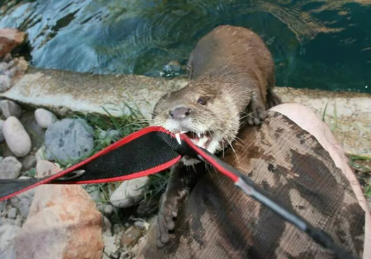 When nature lends a helping paw to photographers - #24 