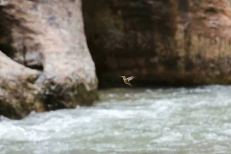 When nature lends a helping paw to photographers - #26 