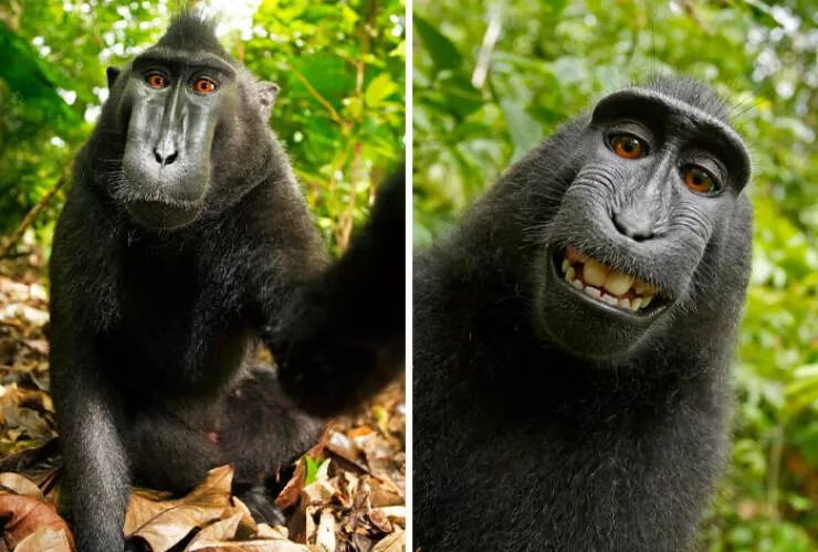 When nature lends a helping paw to photographers - #7 