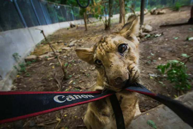 When nature lends a helping paw to photographers - #9 