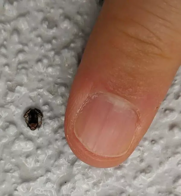Pictures that speak beyond looks - #1 Tiny Froglets: Some Frogs Are Really This Small