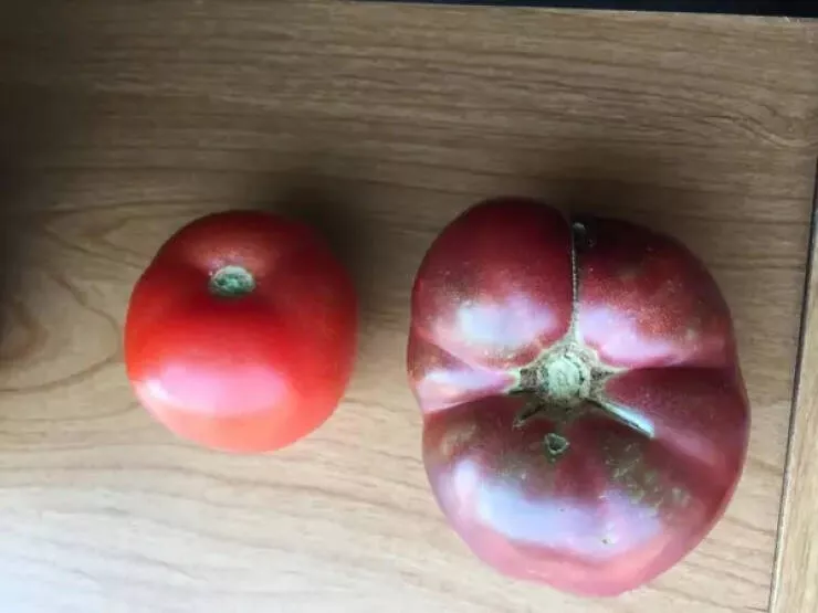 Pictures that speak beyond looks - #15 Modern Tomato Compared to One Grown from 150-Year-Old Seeds