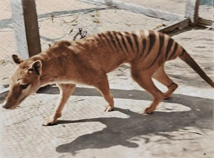 Pictures that speak beyond looks - #2 The Tasmanian Tiger: An Extinct Species Since 1936