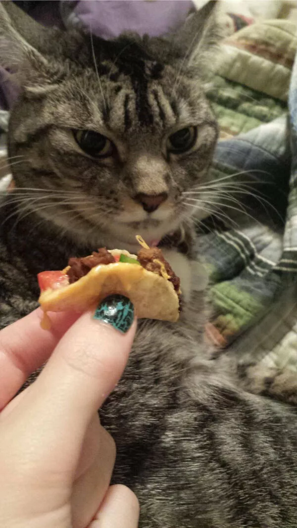 Hilarious cat moments captured on camera - #1 