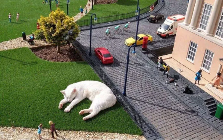 Hilarious cat moments captured on camera - #10 