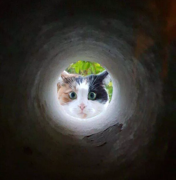 Hilarious cat moments captured on camera - #11 