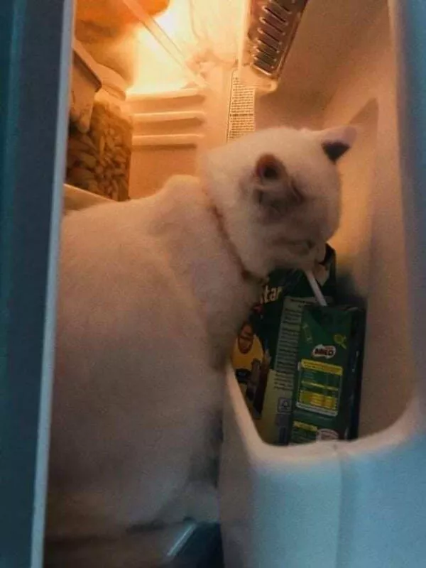 Hilarious cat moments captured on camera - #12 