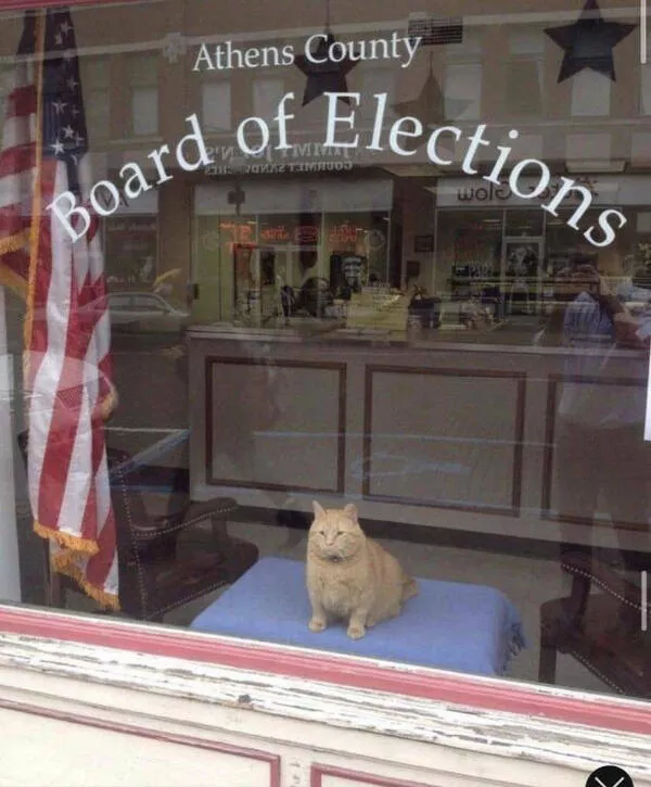 Hilarious cat moments captured on camera - #13 