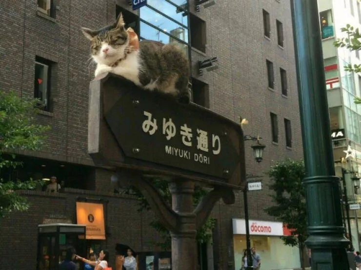 Moments de chats parfaitement droles captures - #14 