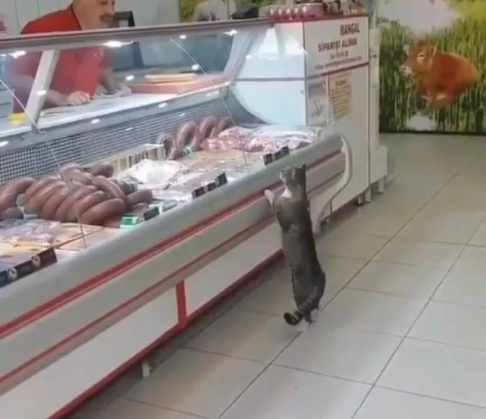 Moments de chats parfaitement droles captures - #15 
