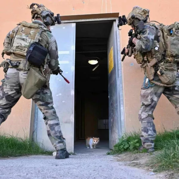Moments de chats parfaitement droles captures - #16 