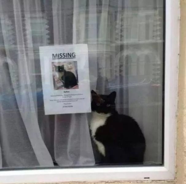 Hilarious cat moments captured on camera - #17 