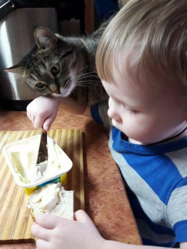 Moments de chats parfaitement droles captures - #18 