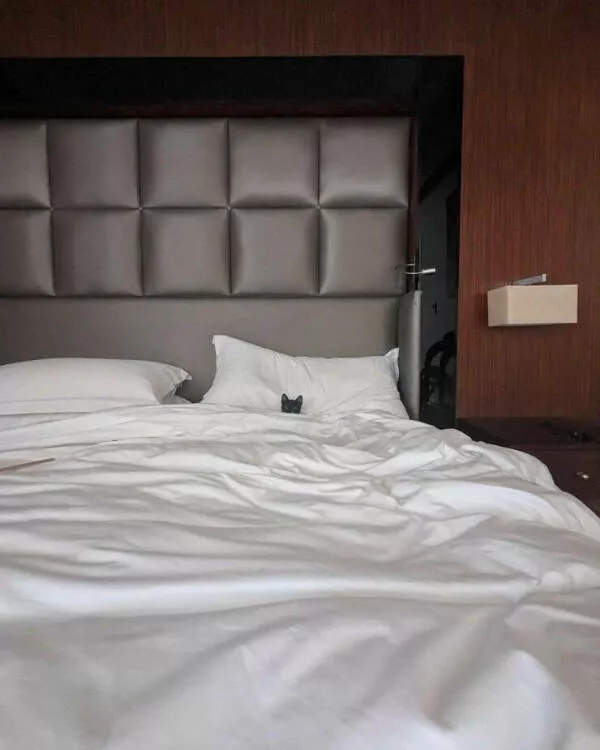 Hilarious cat moments captured on camera - #19 
