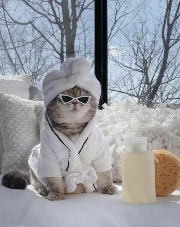 Moments de chats parfaitement droles captures - #20 
