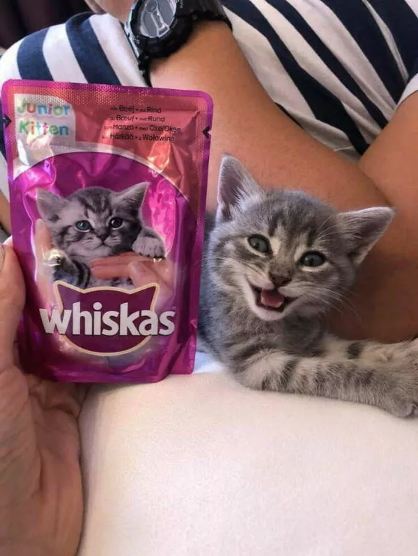 Hilarious cat moments captured on camera - #21 