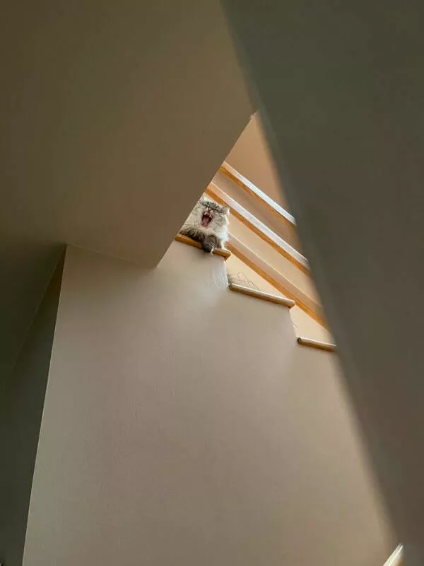 Hilarious cat moments captured on camera - #22 