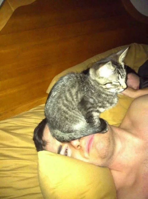 Moments de chats parfaitement droles captures - #24 