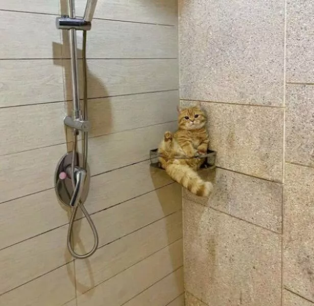 Hilarious cat moments captured on camera - #25 