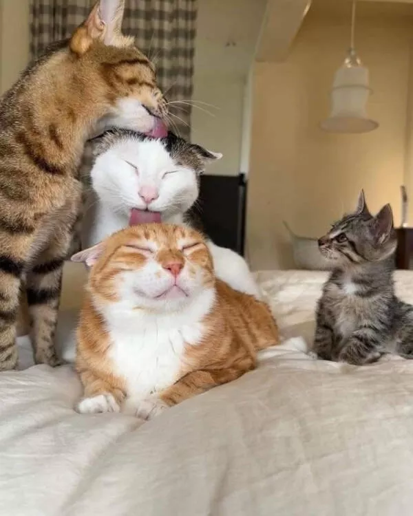 Moments de chats parfaitement droles captures - #26 