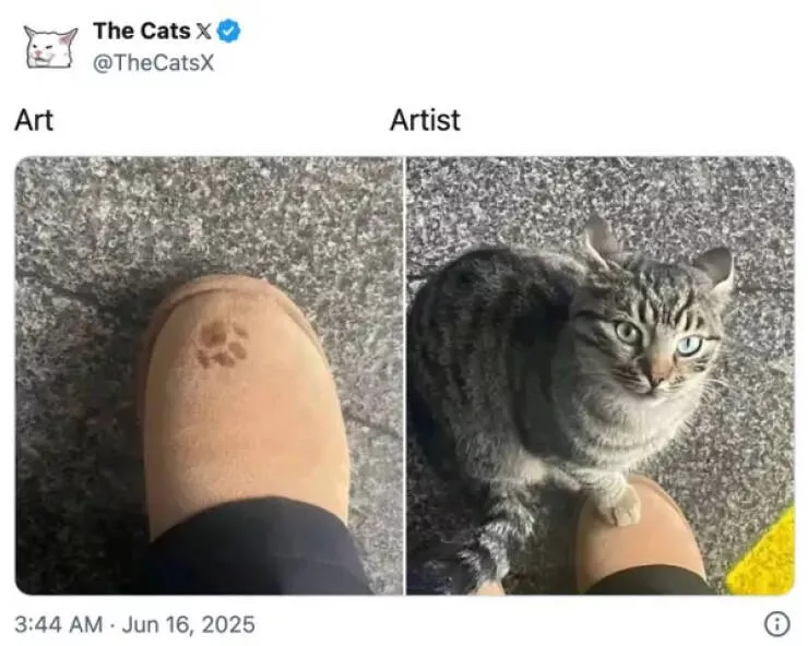 Hilarious cat moments captured on camera - #27 