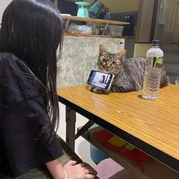 Hilarious cat moments captured on camera - #28 