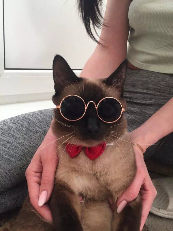 Hilarious cat moments captured on camera - #3 