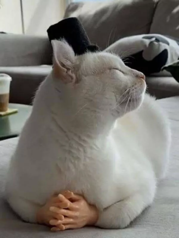 Hilarious cat moments captured on camera - #7 