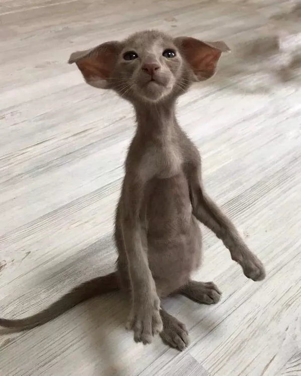 Hilarious cat moments captured on camera - #8 