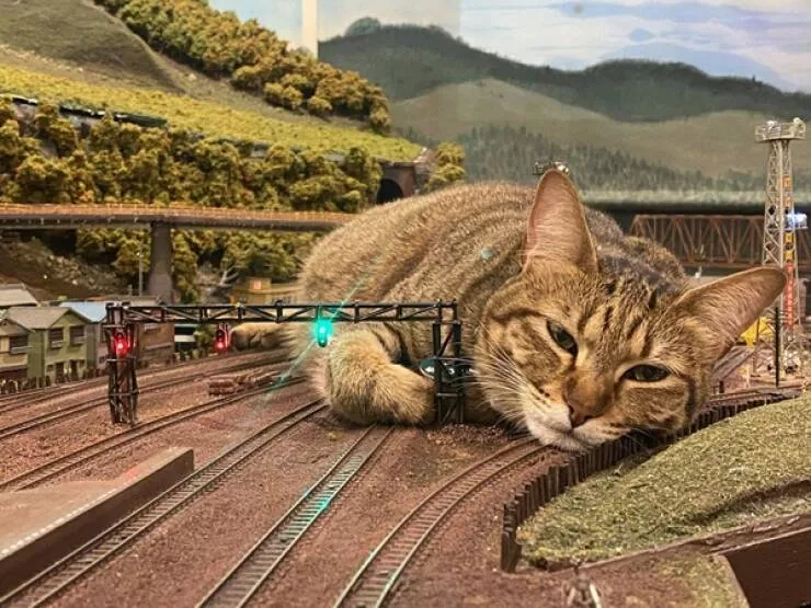 Hilarious cat moments captured on camera - #9 