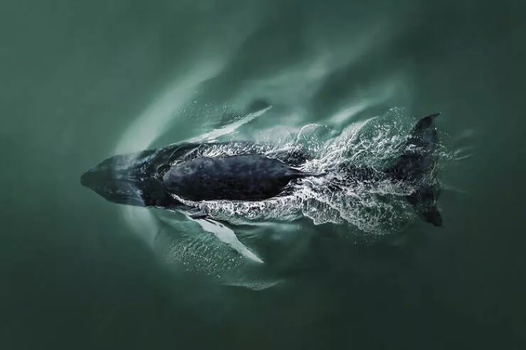 Award winning aerial shots of 2025 - #15 Joanna Steidle from the USA dives into underwater exploration Award winning aerial shots of 2025 - #15 Joanna Steidle from the USA dives into underwater exploration