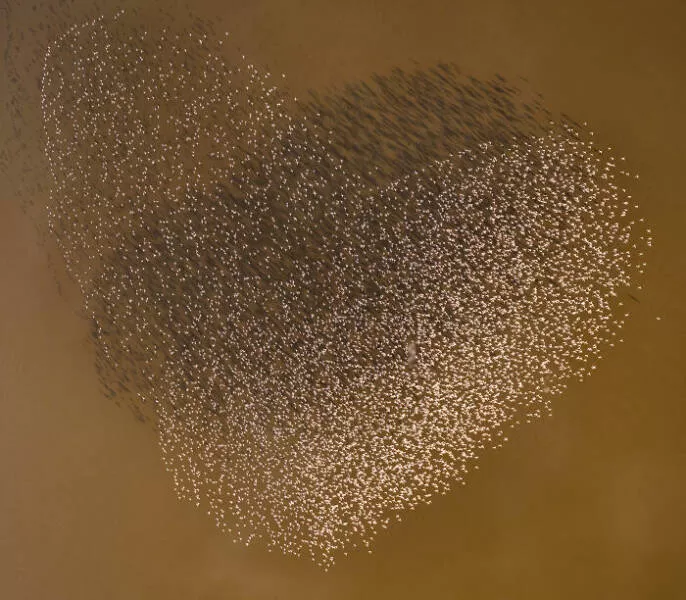 Award winning aerial shots of 2025 - #22 David Mierowsky from Australia captures the heart of Africa’s wilderness