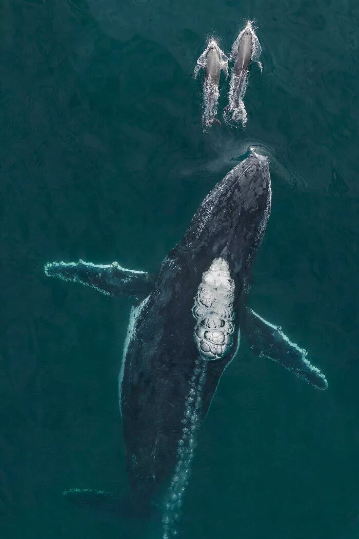 Award winning aerial shots of 2025 - #23 Craig Parry from Australia follows the thrill of the chase