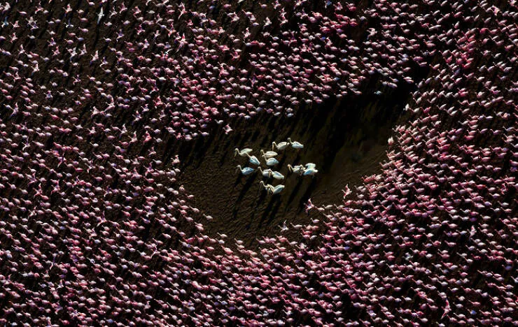 Award winning aerial shots of 2025 - #27 David Swindler from the USA showcases flamingos mingling with pelicans