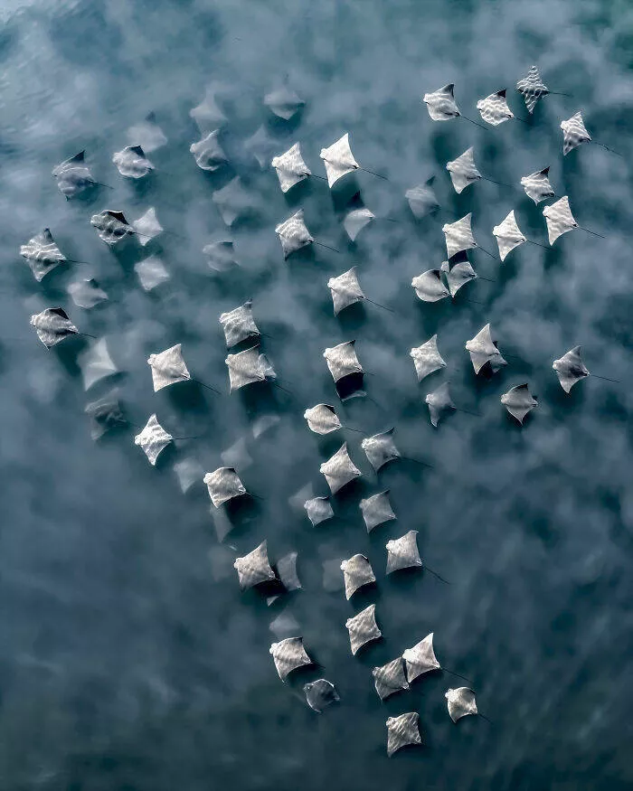 Award winning aerial shots of 2025 - #34 Joanna Steidle from the USA performs a visual concerto