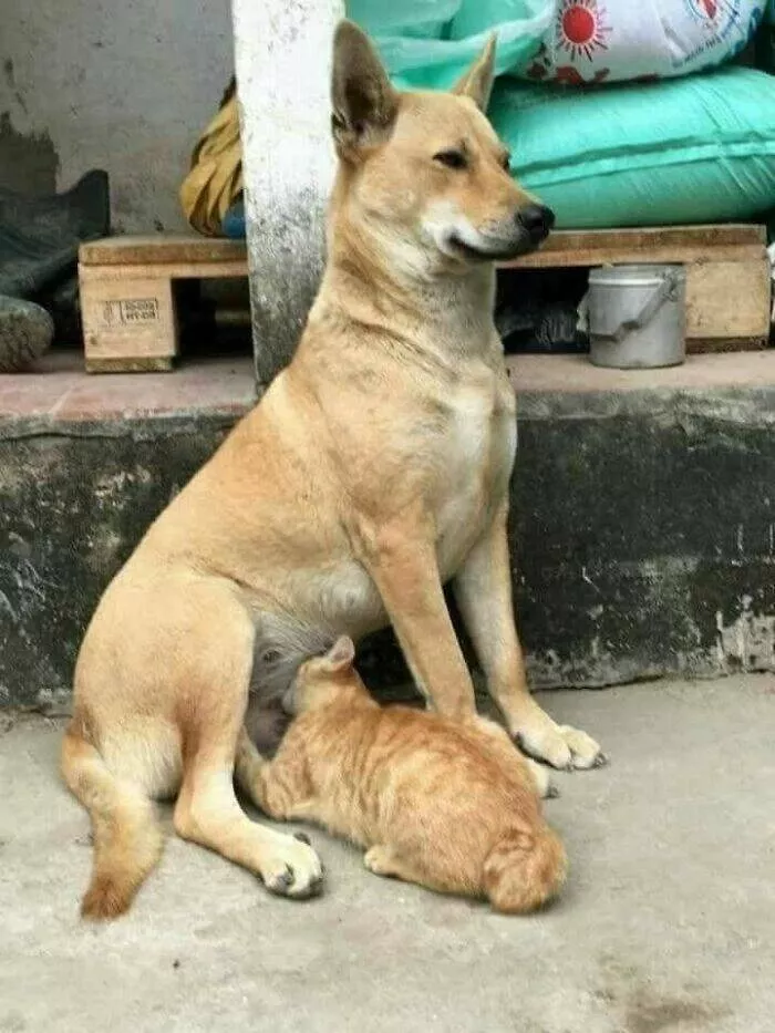 Silly animals being themselves - #11 