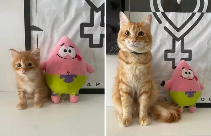 Silly animals being themselves - #12 