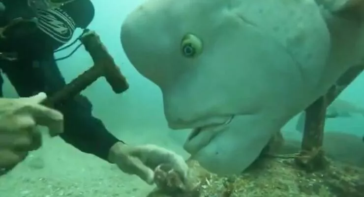 Silly animals being themselves - #13 