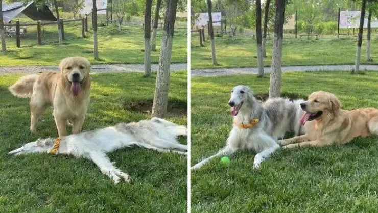 Silly animals being themselves - #14 