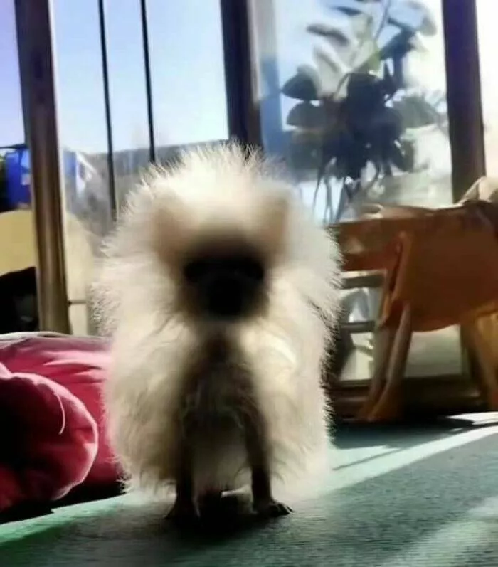 Silly animals being themselves - #17 