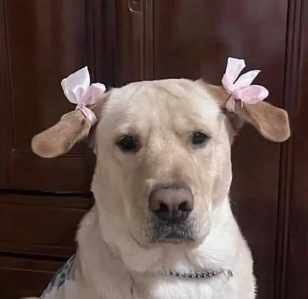 Silly animals being themselves - #19 
