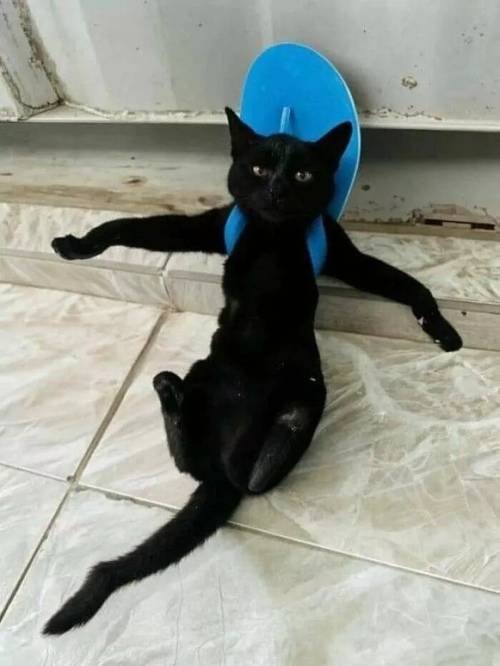 Silly animals being themselves - #2 