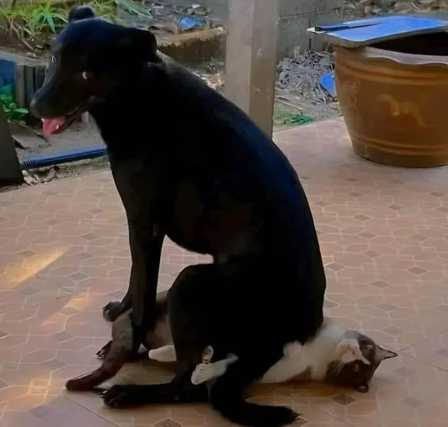 Silly animals being themselves - #21 