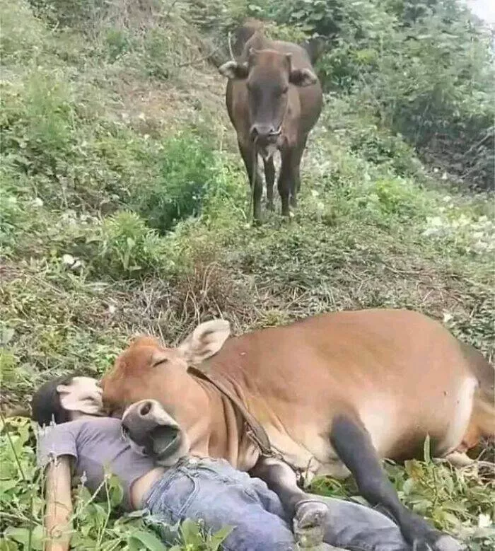 Silly animals being themselves - #23 