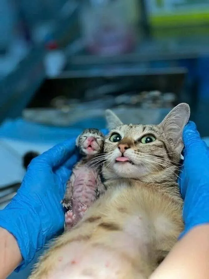 Silly animals being themselves - #25 