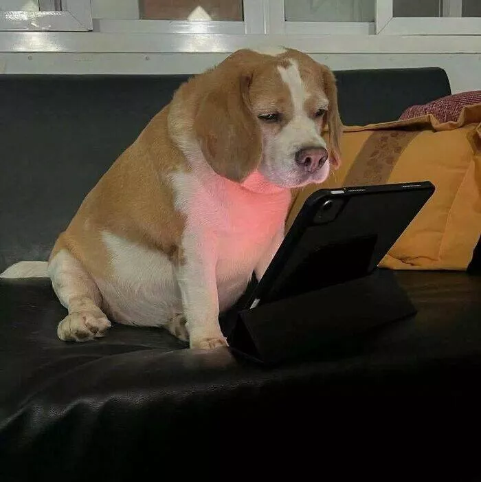 Silly animals being themselves - #3 