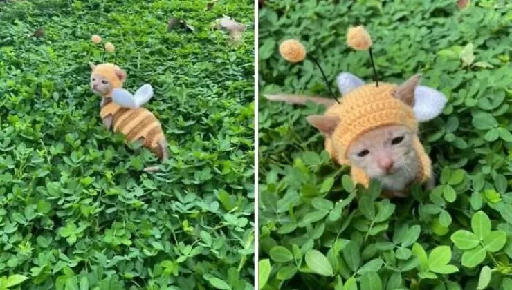 Silly animals being themselves - #5 
