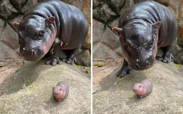 Silly animals being themselves - #6 