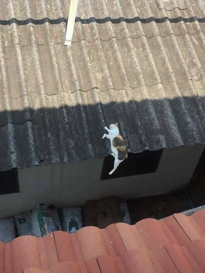 Silly animals being themselves - #7 