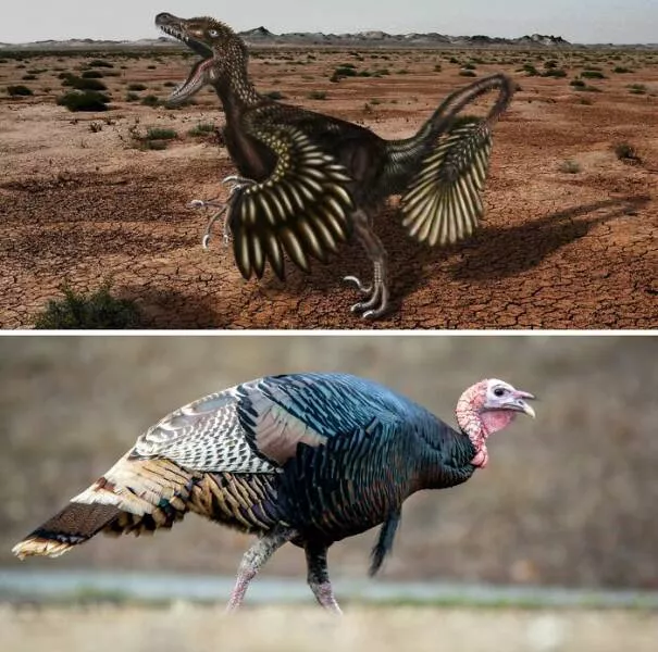 Wildly cool dinosaur facts you didnt know - #2 Velociraptors Were Small, Feathered, and Not That Scary